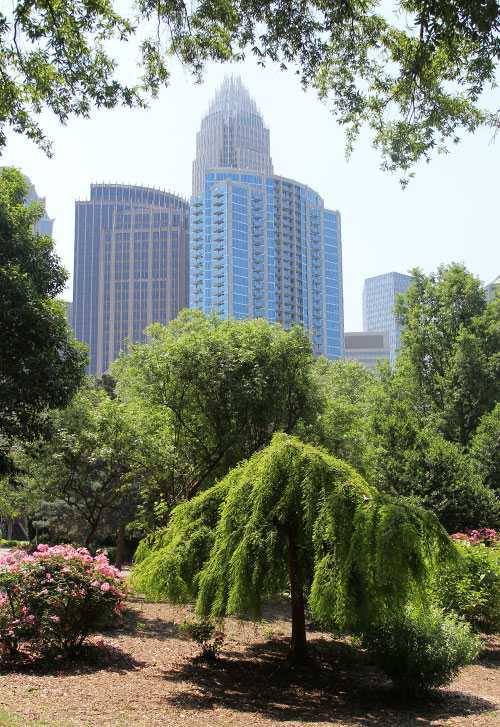 A View of Uptown Charlotte