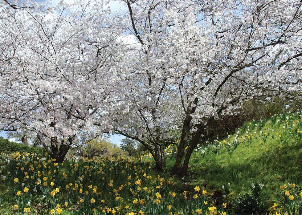 Daffodil Valley at Afton Villa Gardens