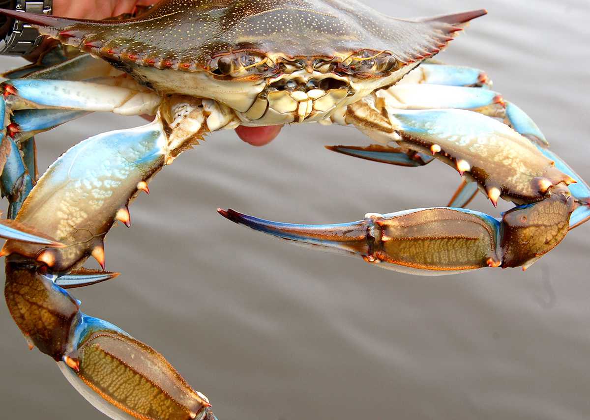 Blue Crabs in Louisiana Country Roads Magazine