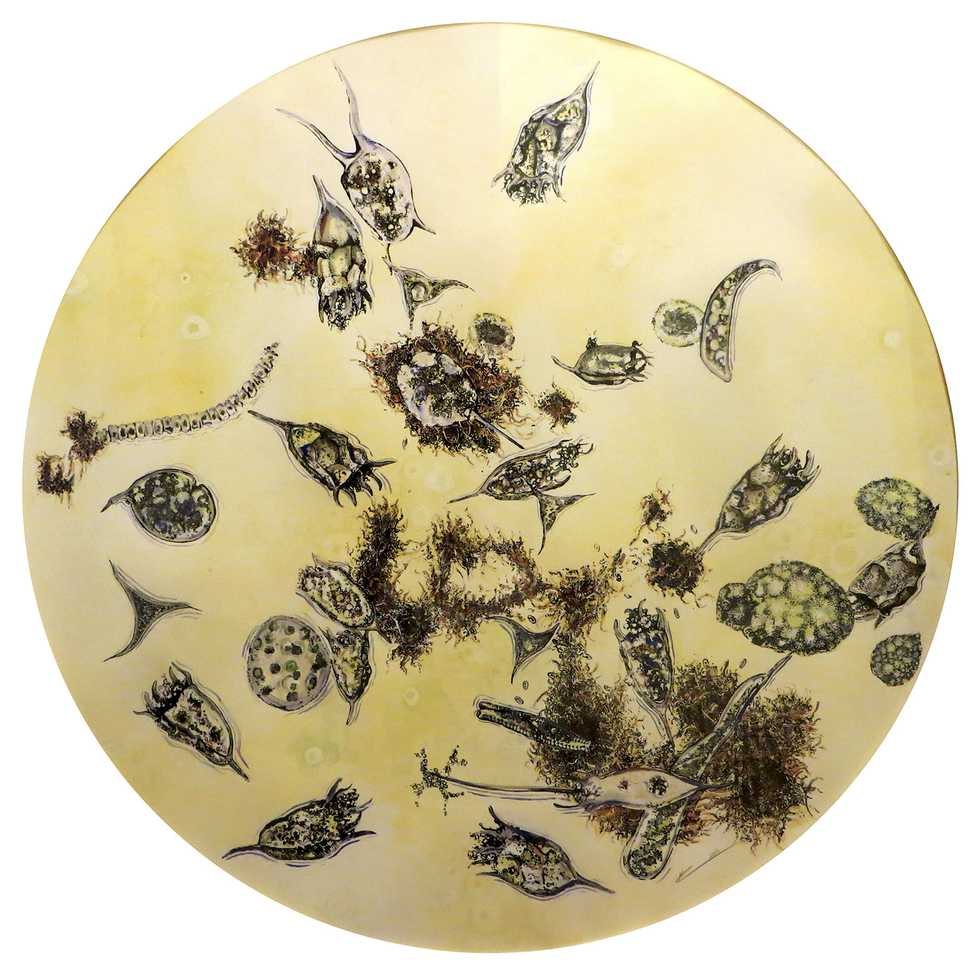 microorganisms phytoplankton illustration full.jpg