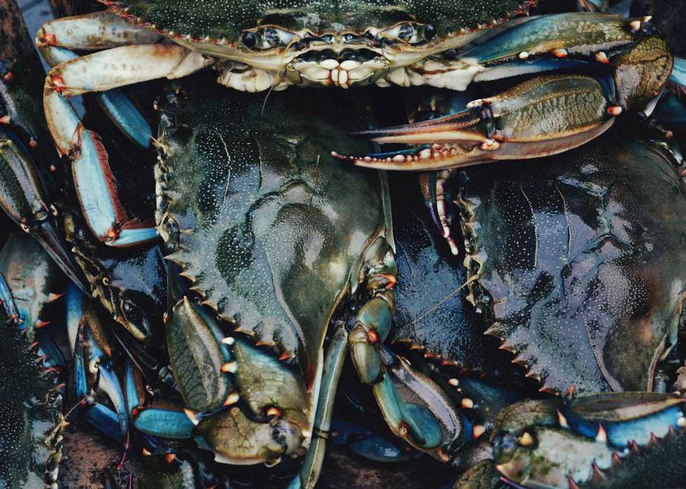 Bayou des Illettes Crab &amp; Oyster Quiche