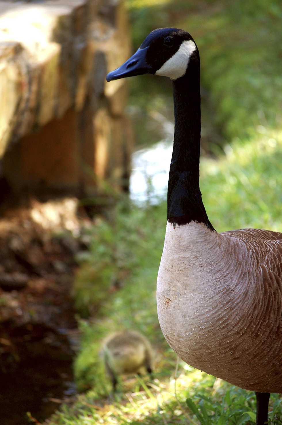 Canada geese hotsell protected us