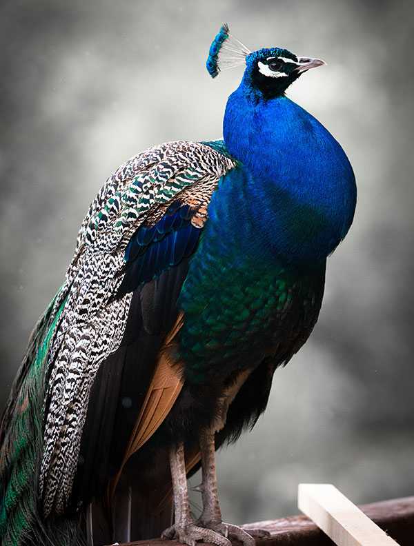peacock-fullsize.jpg