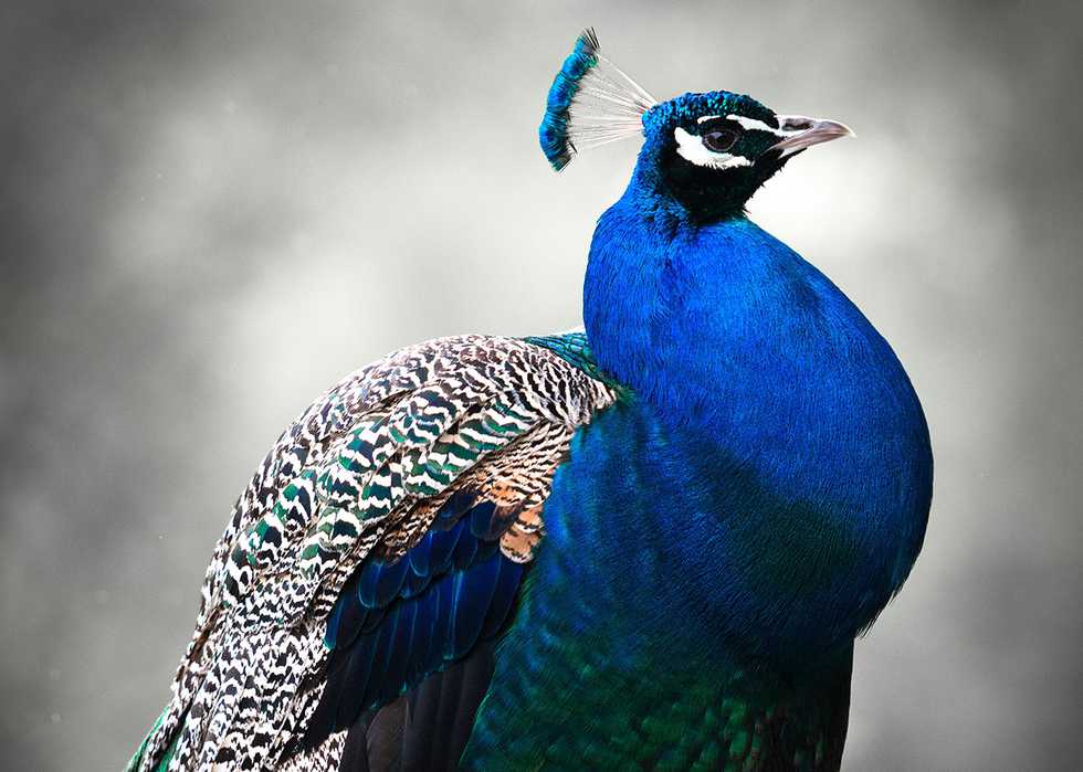 Why Zoos Are Purging Themselves Of Peacocks The Washington Post