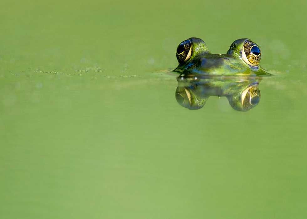 frog-watch.jpg