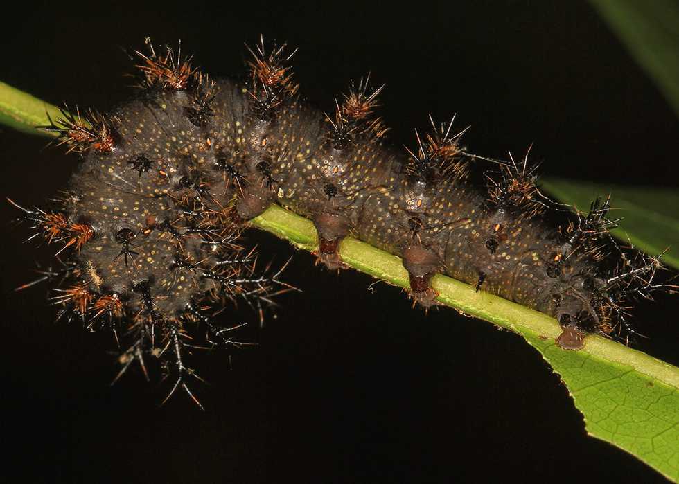 Buck_Moth_caterpillar_-_Hemileuca_maia,_Catahoula_National_Wildlife_Refuge,_Jonesville,_Louisiana.jpg