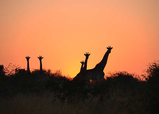 giraffes1.jpg