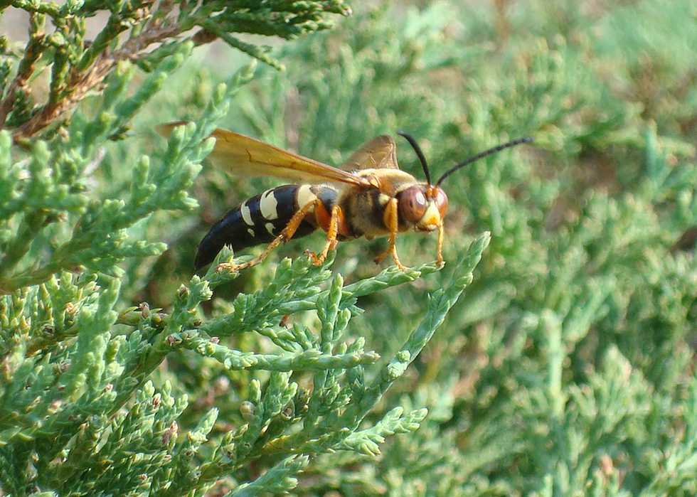Sphecius_cicada_killer---Wikimedia-Commons---NBonawitz.jpg