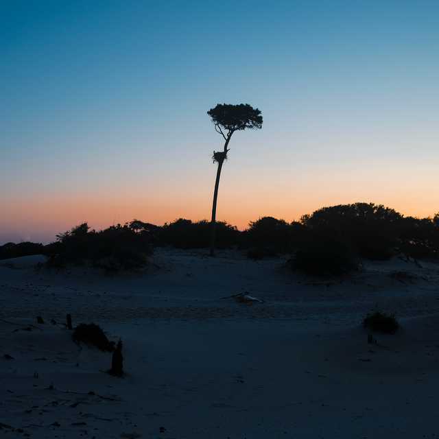 horn-island-tree.jpg