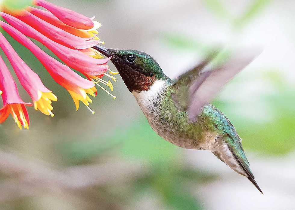 Native Plants Are For The Birds - Country Roads Magazine