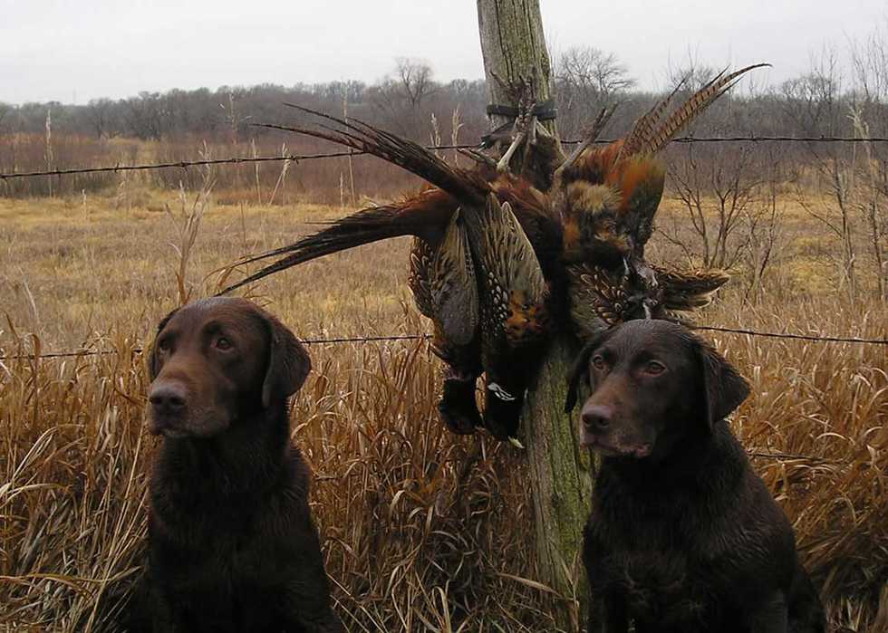 Hunting_dogs_with_catch.jpg