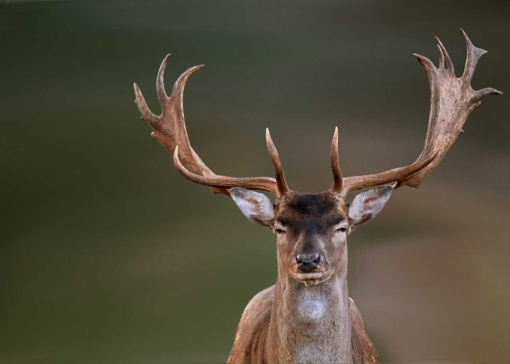 The Great Deer Comeback Country Roads Magazine