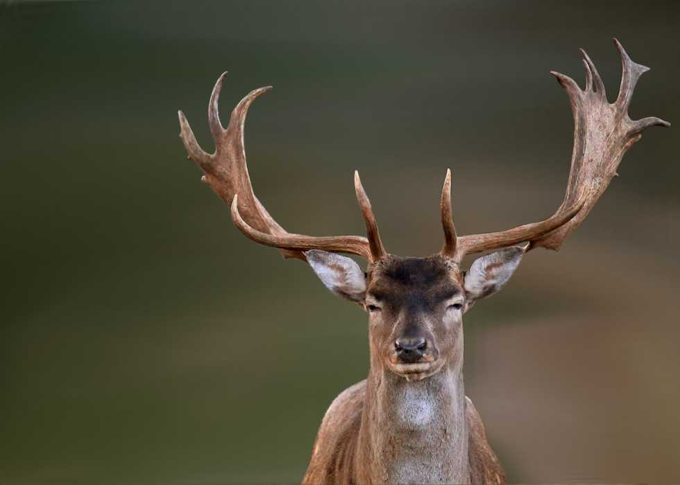 nature-wildlife-wild-deer-horn-mammal-1200530-pxhere.com.jpg