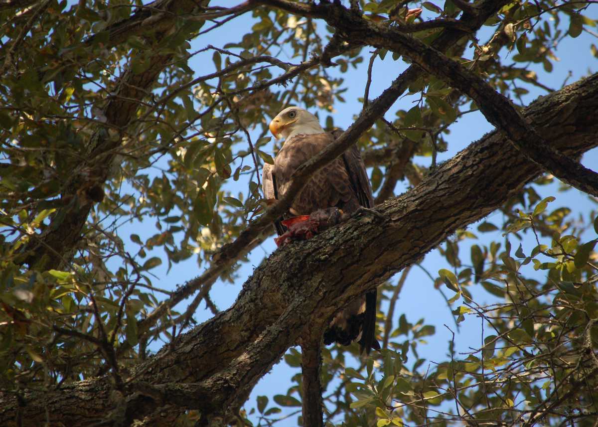 Birds With Benefits: How Eagles Are Helping Dairy Farmers in Western  Washington