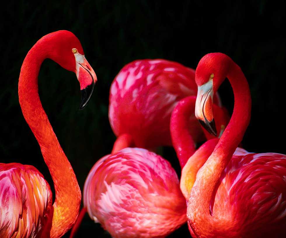 flamingo-phoenicopterus-flamingos-phoenicopteriformes.jpg