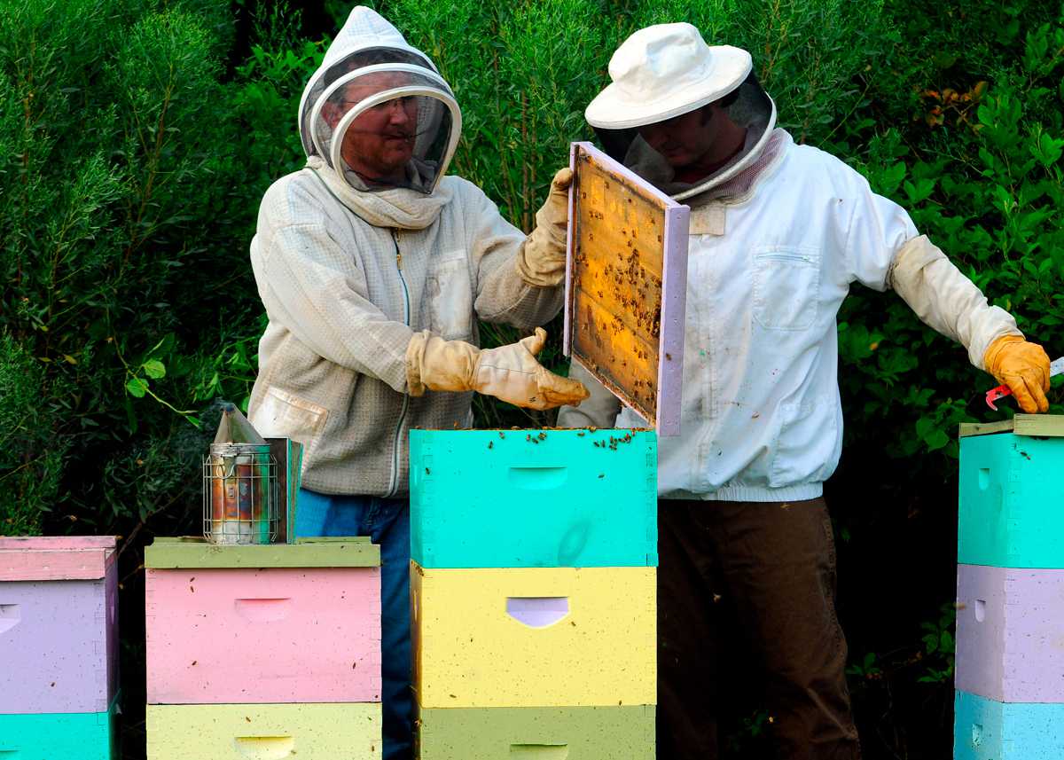 Honey Candy  The Southern Beekeeper