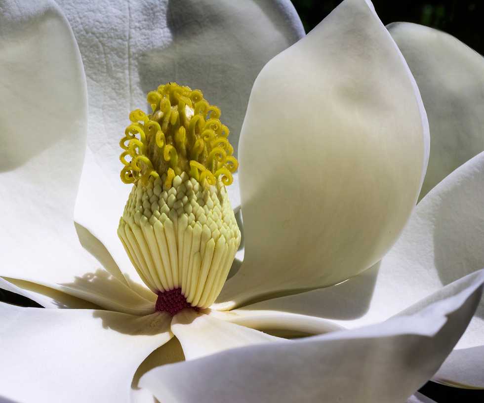 magnolia-flowers-park-spring.jpg