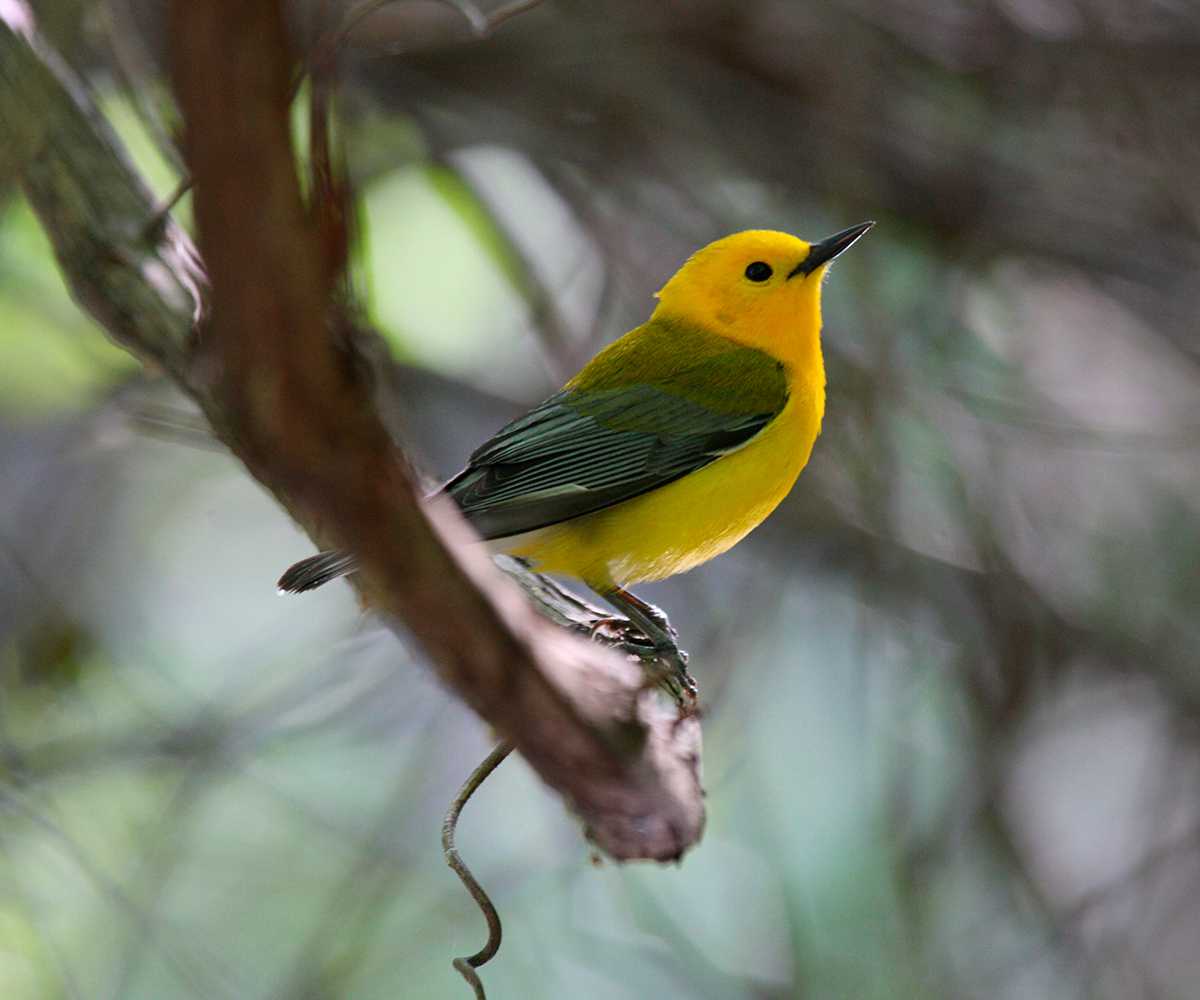 The Grand Isle Migratory Bird Celebration Country Roads Magazine